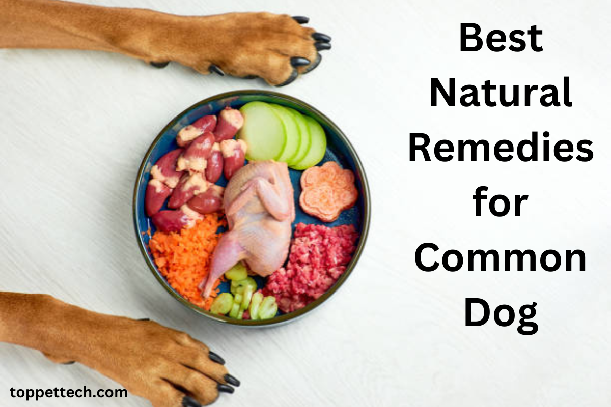 Best Natural Remedies for Common Dog