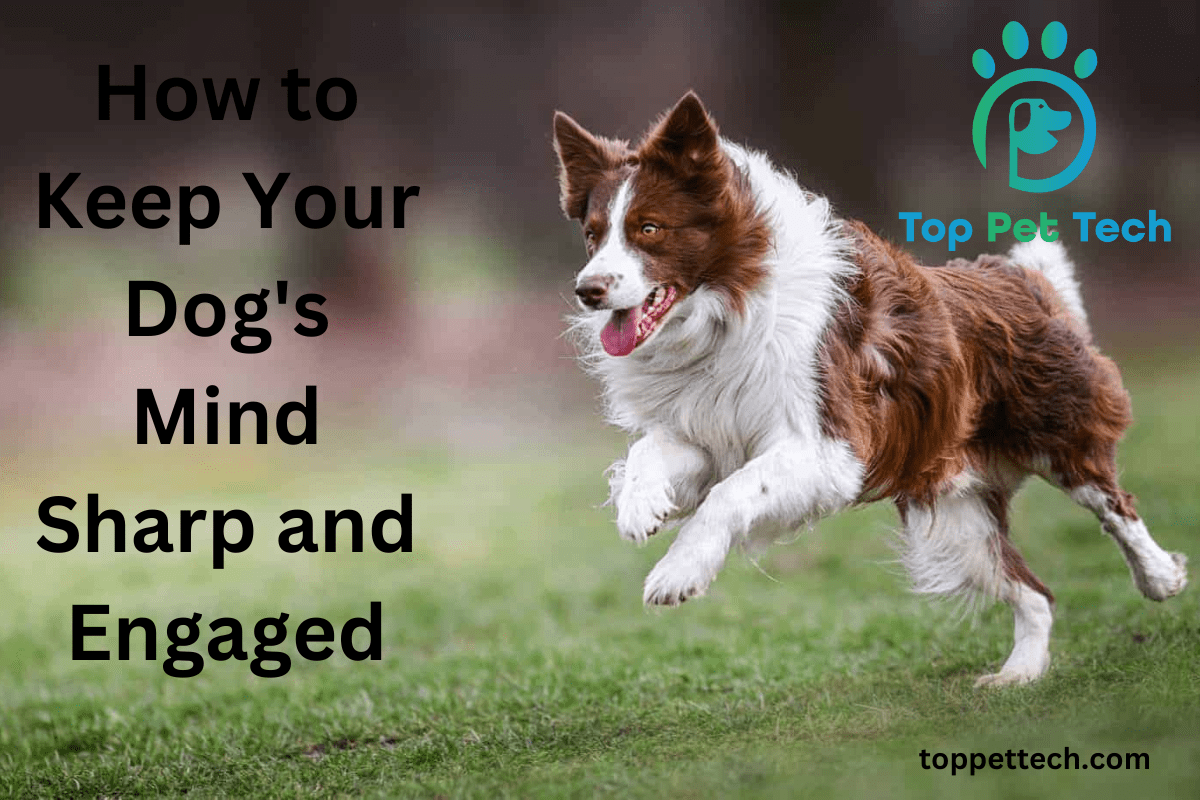 How to Keep Your Dog's Mind Sharp and Engaged