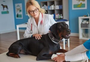 dogs health problems by breed