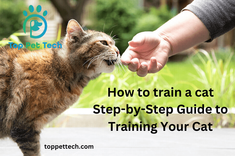 how to train a cat