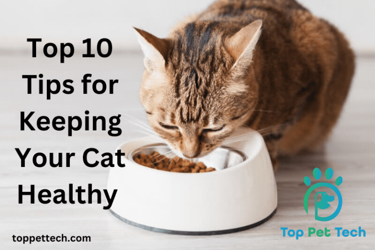 Top 10 Tips for Keeping Your Cat Healthy