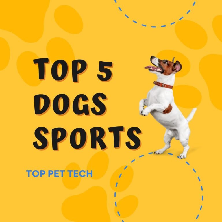 top 5 Dog Sports