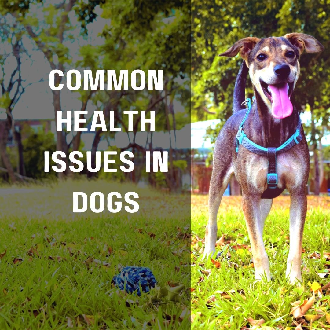 Common health issues in dogs