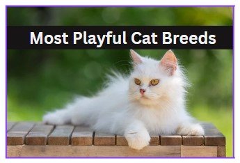 most playful cats breed