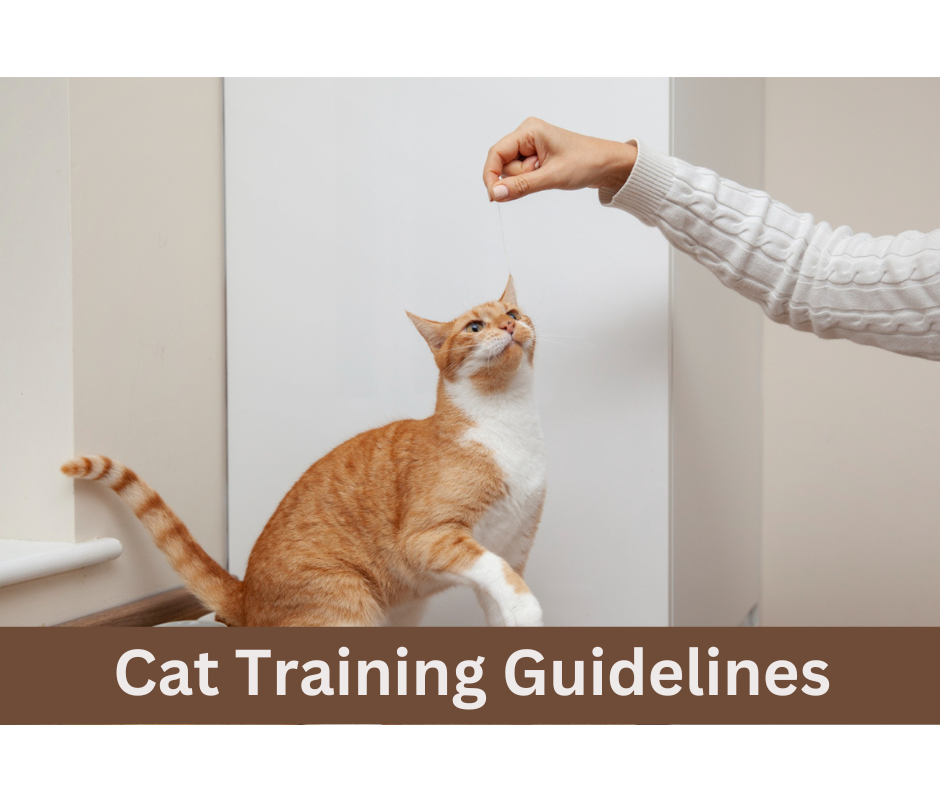 Cat Training