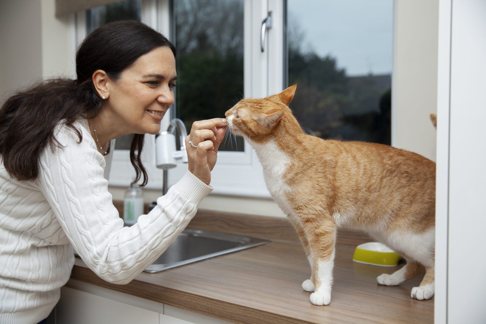 How to Train a Cat