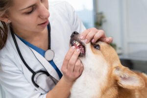 Dogs Health Disease