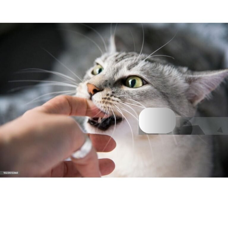 why did my cat bite me for no reason