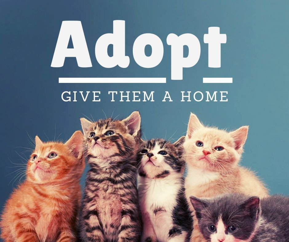 black cat adoption
