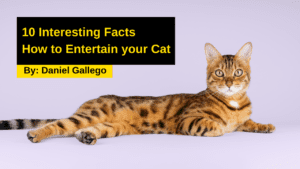 how can i make my cat happy