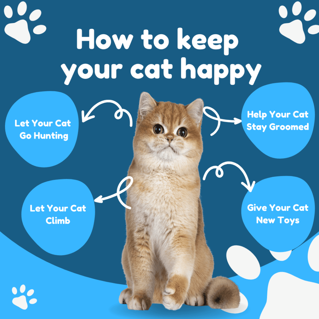 how can i make my cat happy