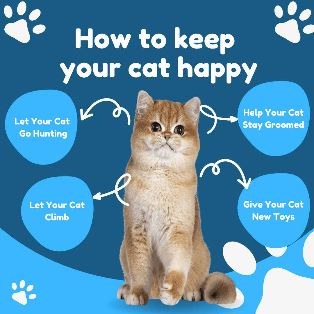 how can i make my cat happy