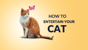 how to entertain a cat