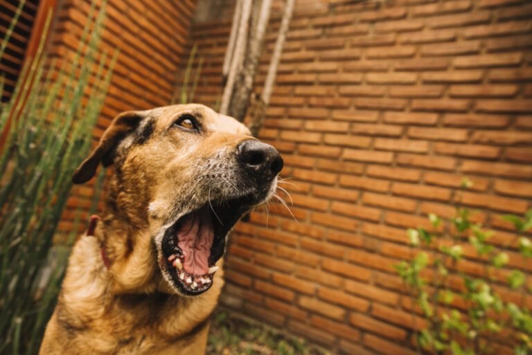 stop dog barking at strangers