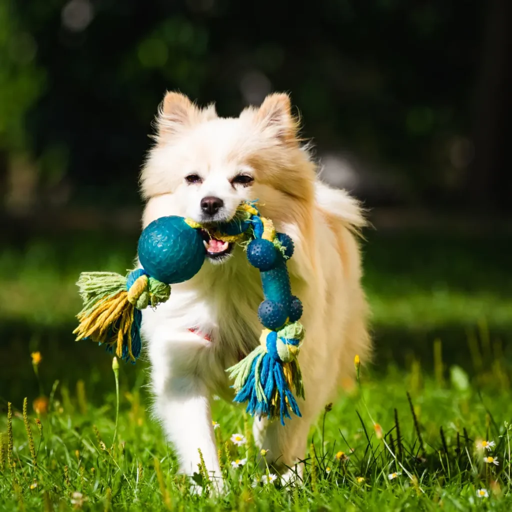 pettech about