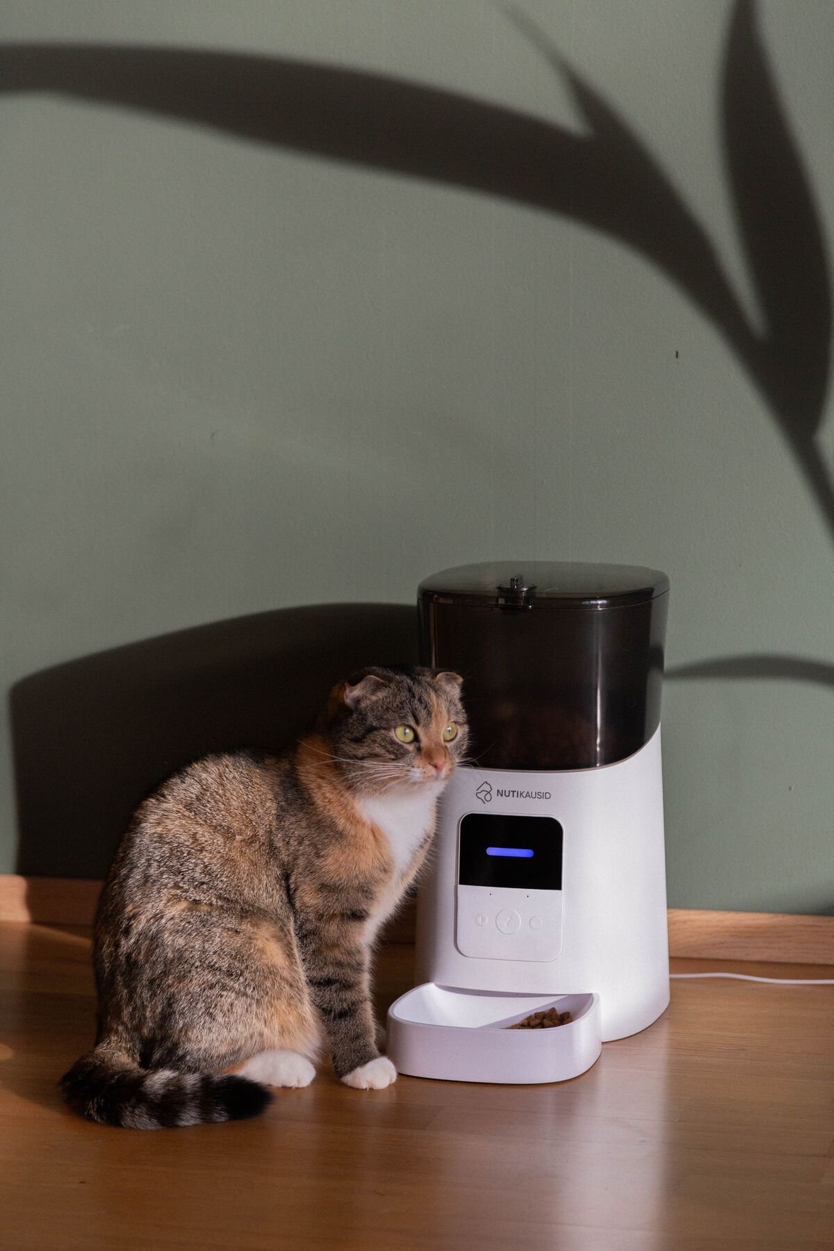 Automatic pet feeder with indoor cat