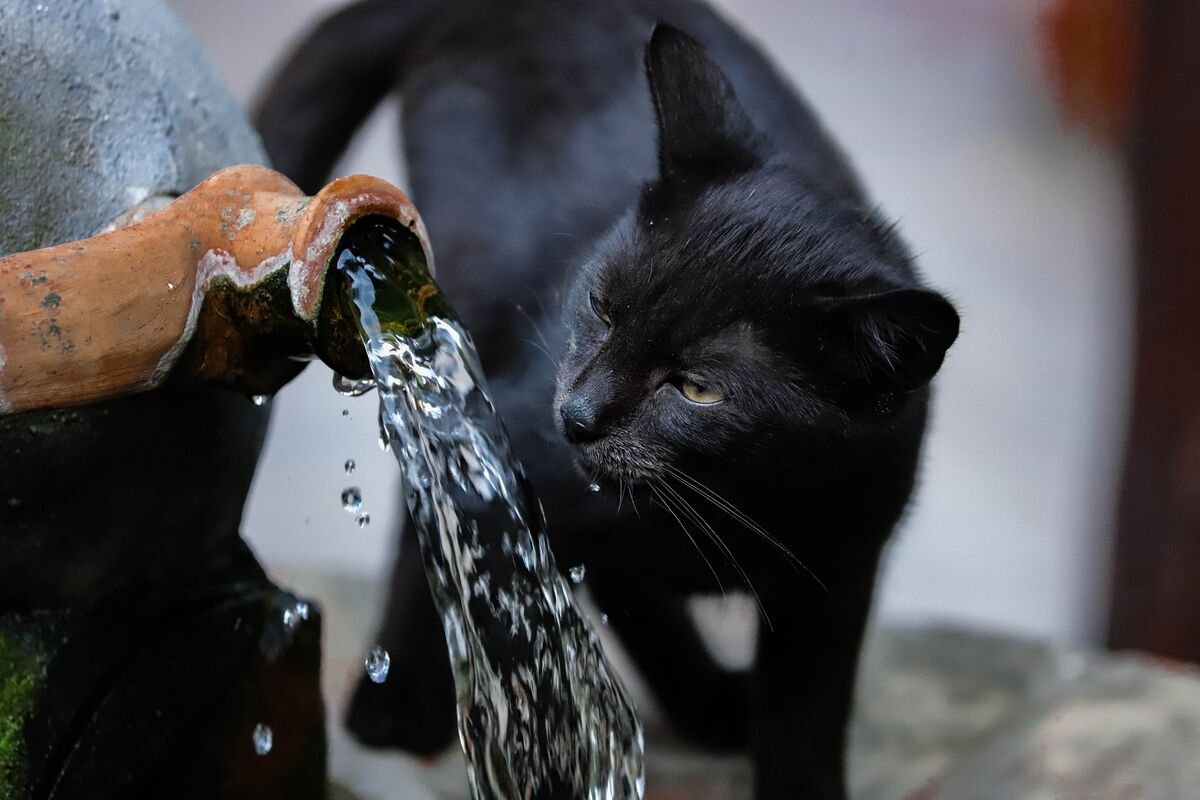 Black cat drinking from a pet water fountain