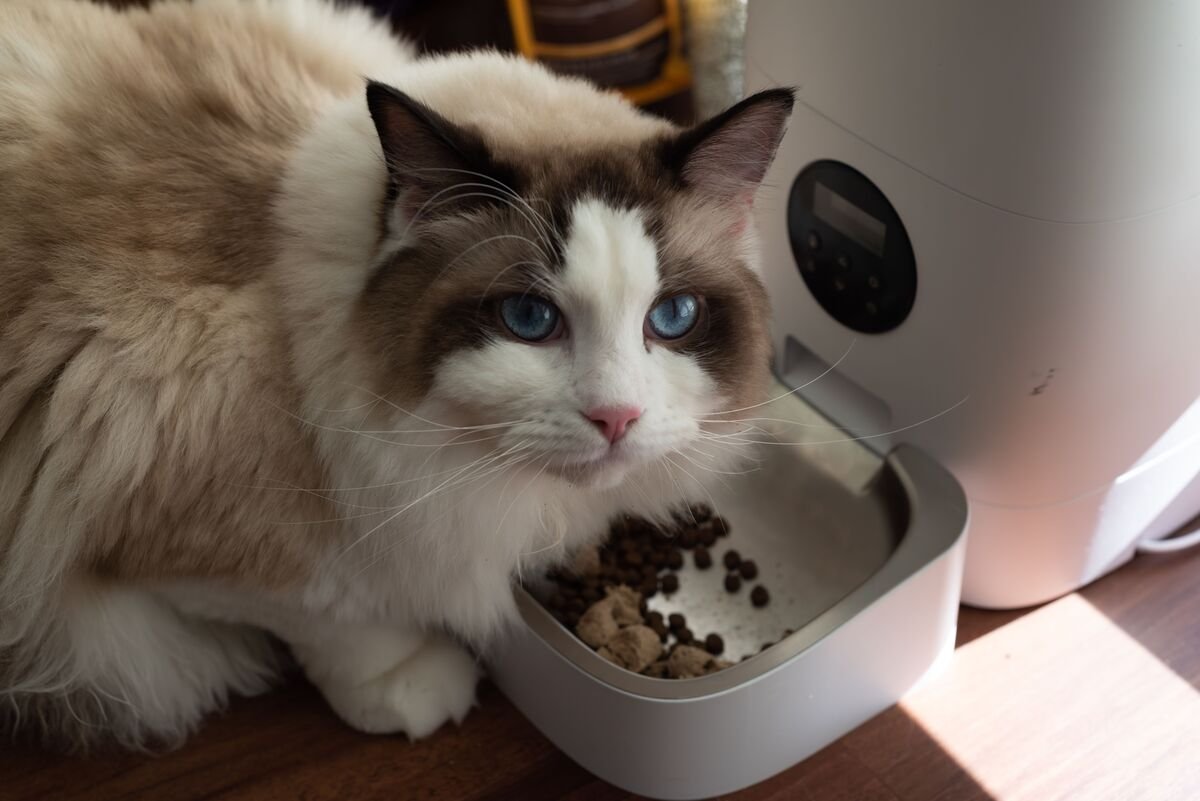 Cat eating from an automatic pet feeder