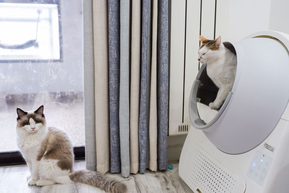 Cat using a self-cleaning litter box indoors
