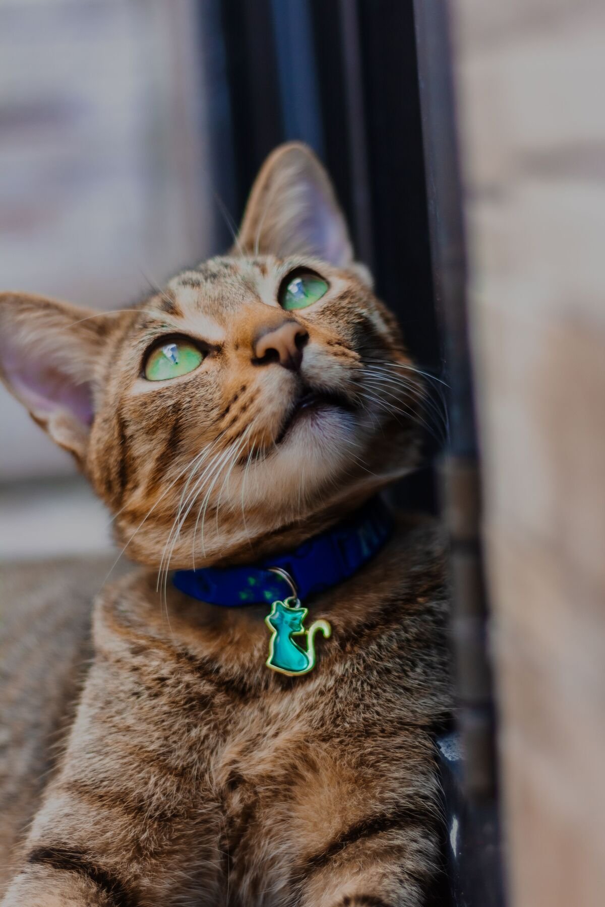 Cat wearing GPS tracking collar for pet safety
