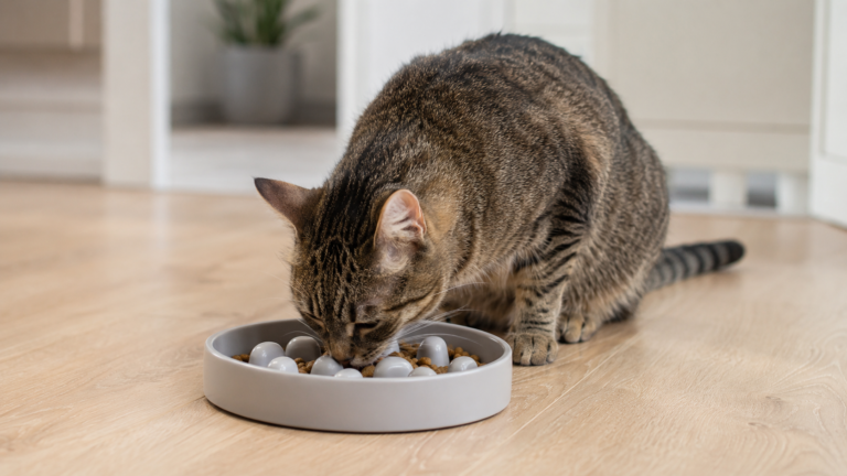 Cat eating dry food from a slow feeder cat bowl