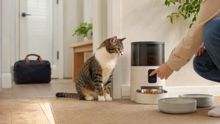 Leave a cat alone with an automatic feeder safely